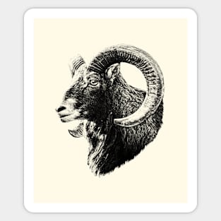 Mouflon Sticker